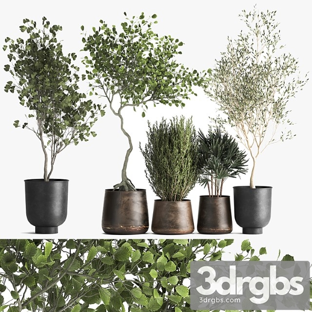 Collection of trees in black metal pots with olive, ginkgo. set 1034. - thumbnail 1