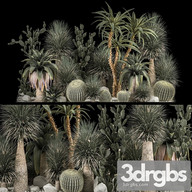 Collection of tropical plants of the desert 1117. cactus, yucca, prickly pear, thickets, bushes, garden, dracaena - thumbnail 1