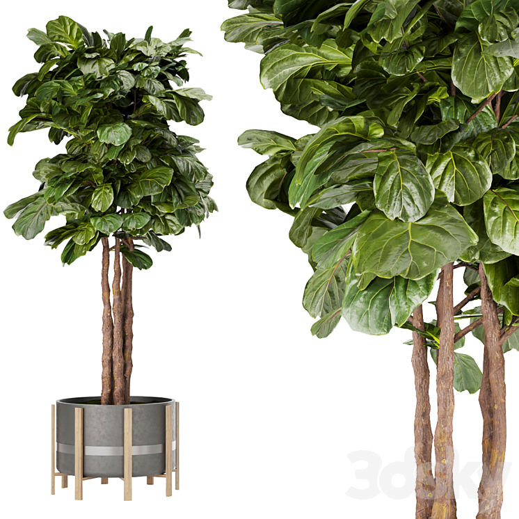 Collection plant vol 270 – fiddle – indoor – leaf – fig 3DS Max Model - thumbnail 2