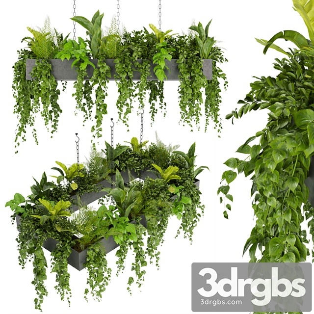 Collection plant vol 279 – indoor – hanging – ampelous - thumbnail 1