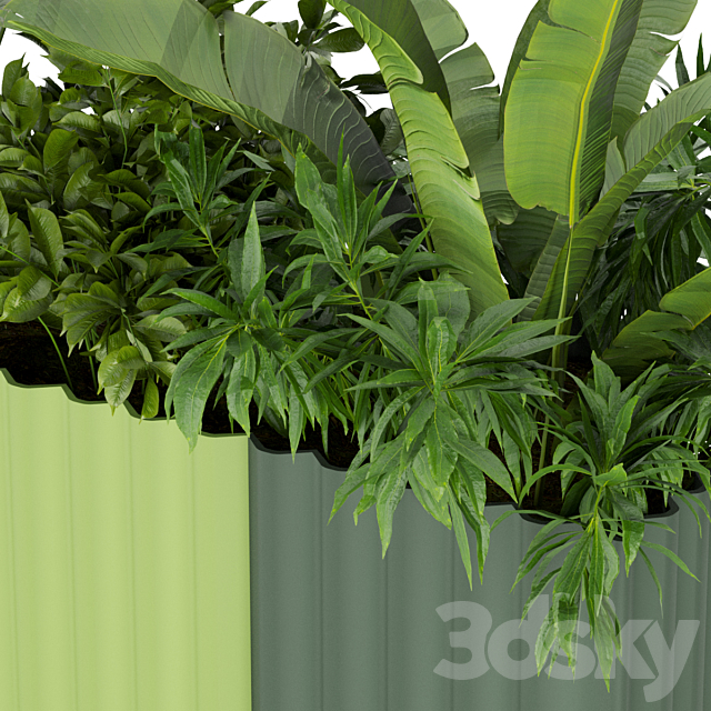 Collection plant vol 318 – banana – indoor – leaf 3DSMax File - thumbnail 5