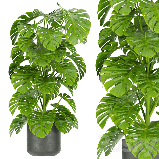 Collection plant vol 334 – indoor – monstera 3DS Max Model - thumbnail 2