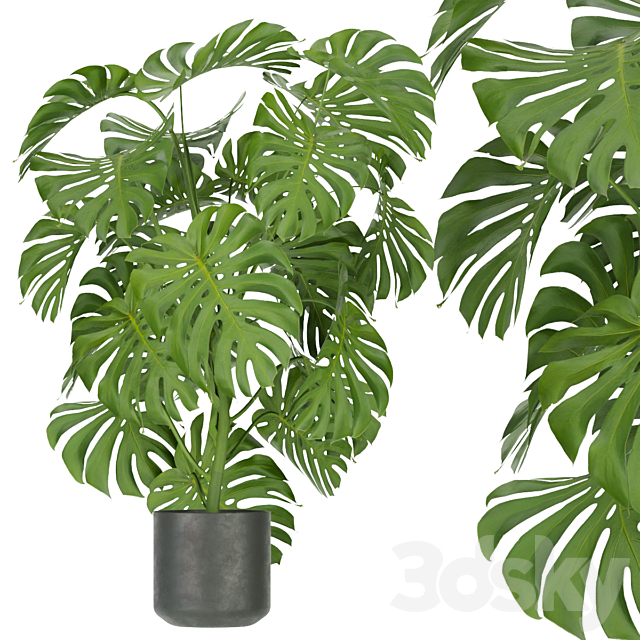 Collection plant vol 334 – indoor – monstera 3DS Max Model - thumbnail 3