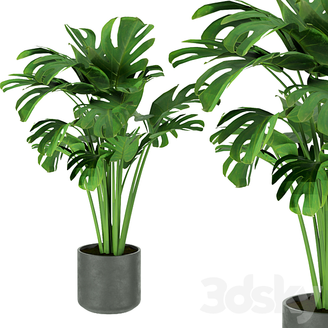 Collection plant vol 334 – indoor – monstera 3DS Max Model - thumbnail 4