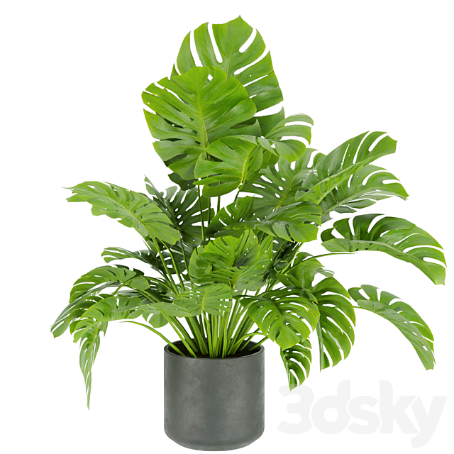 Collection plant vol 334 – indoor – monstera 3DS Max Model - thumbnail 5