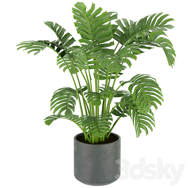 Collection plant vol 334 – indoor – monstera 3DS Max Model - thumbnail 6