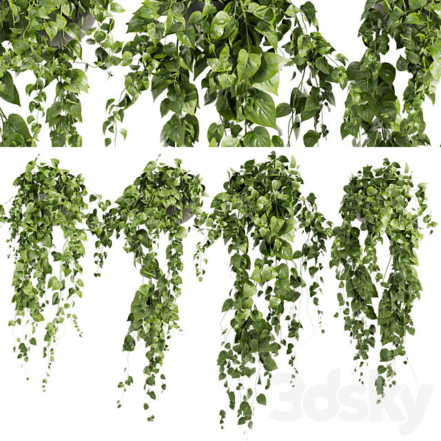 Collection plant vol 412 – pothos – hanging – ampelous 3ds Max - thumbnail 1