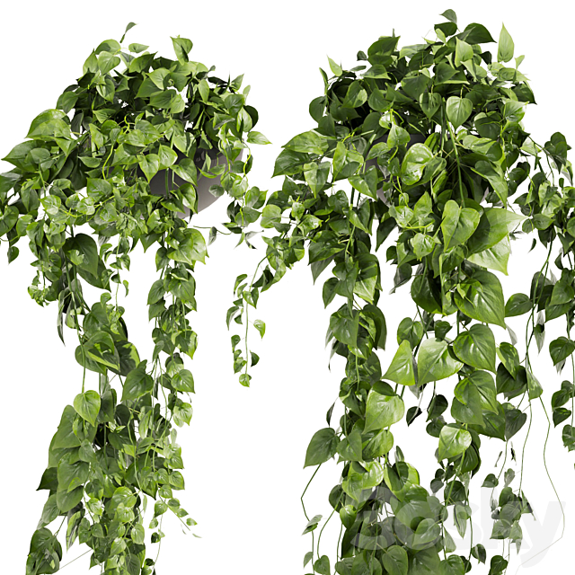 Collection plant vol 412 – pothos – hanging – ampelous 3ds Max - thumbnail 2