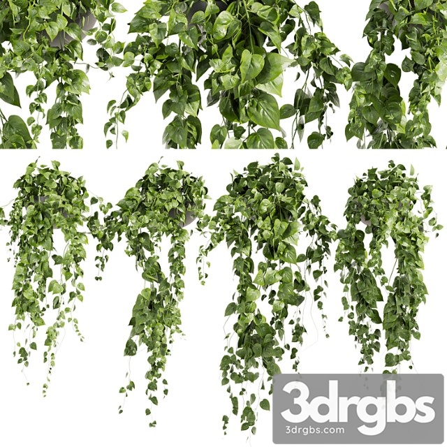 Collection plant vol 412 – pothos – hanging – ampelous - thumbnail 1