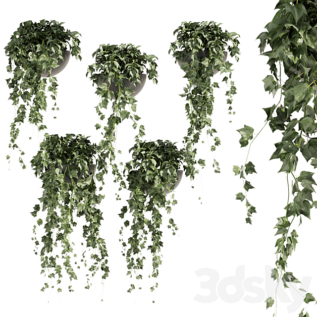 Collection plant vol 422 – Hedera – hanging – ampelous – indoor – ivy 3ds Max - thumbnail 1