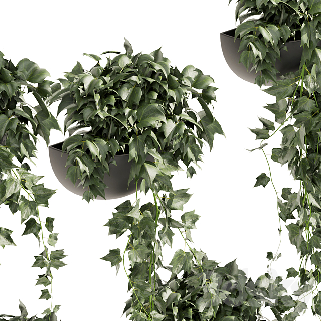 Collection plant vol 422 – Hedera – hanging – ampelous – indoor – ivy 3ds Max - thumbnail 2