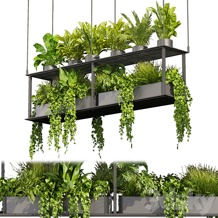 Collection plant vol 439 – hanging – ampelous – palm – – pothos 3DS Max Model - thumbnail 1