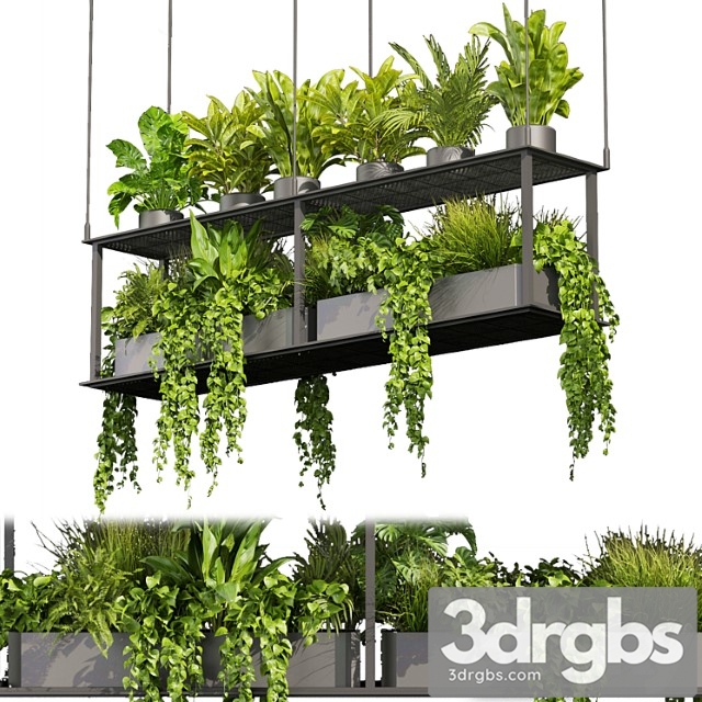 Collection Plant Vol 439 Hanging Ampelous Palm Pothos 3dsmax Download - thumbnail 1