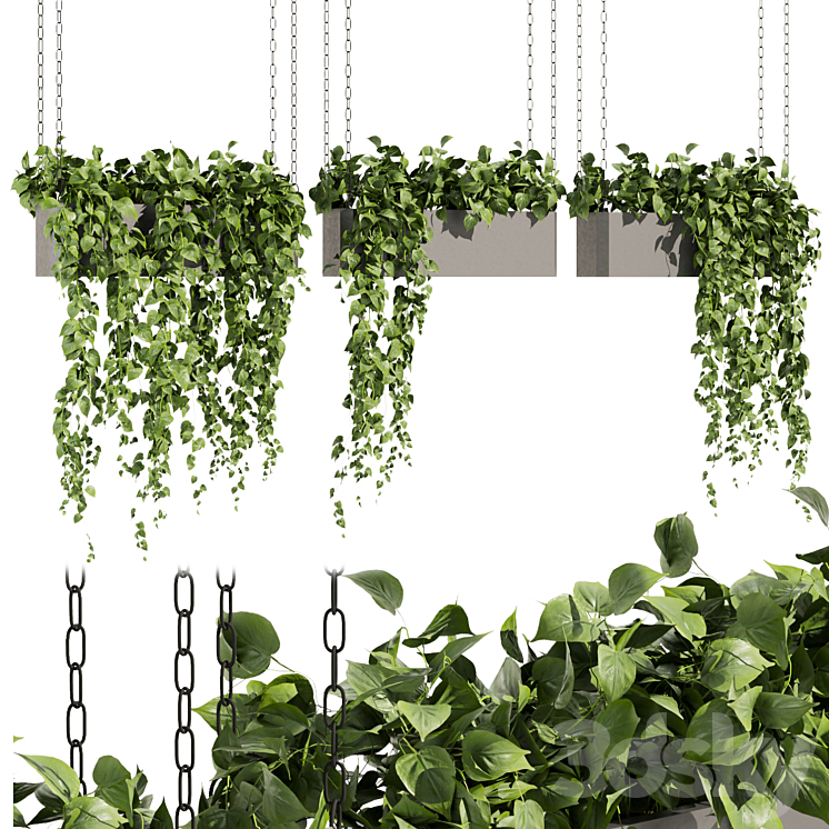 Collection plant vol 469 – ampelous – hanging – pothos 3DS Max Model - thumbnail 1