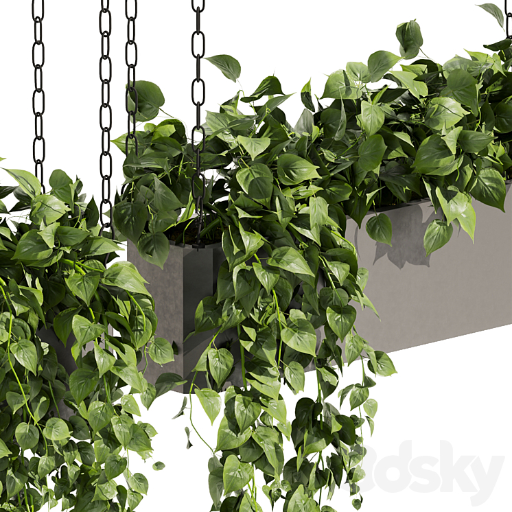 Collection plant vol 469 – ampelous – hanging – pothos 3DS Max Model - thumbnail 2