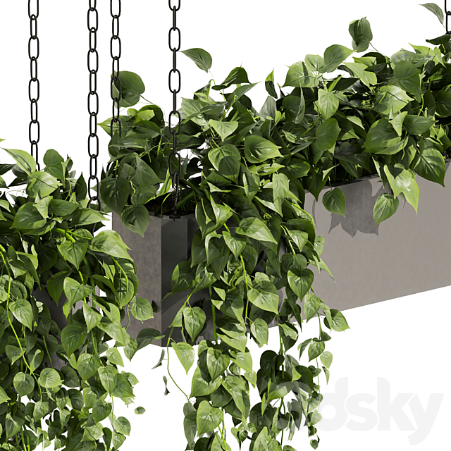 Collection plant vol 469 – ampelous – hanging – pothos 3DS Max Model - thumbnail 2