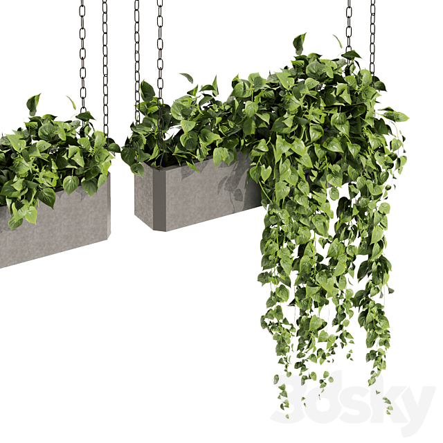 Collection plant vol 469 – ampelous – hanging – pothos 3DS Max Model - thumbnail 5