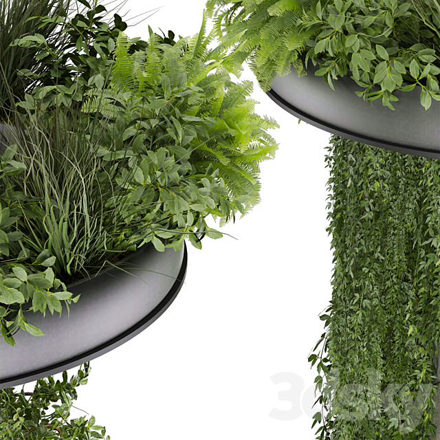 Collection plant vol 532 – bush – ampelous – column – fitowall – ivy 3ds Max - thumbnail 3