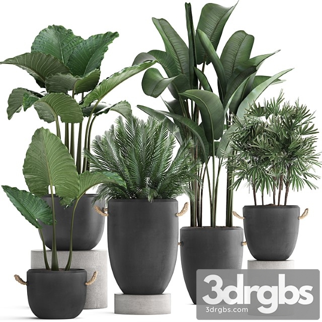 Collection Plants 415 Concrete Pot Black Flowerpot Banana Rapeseed Alocasia Palm Loft Strelitzia Rafis Palm 3dsmax Download - thumbnail 1