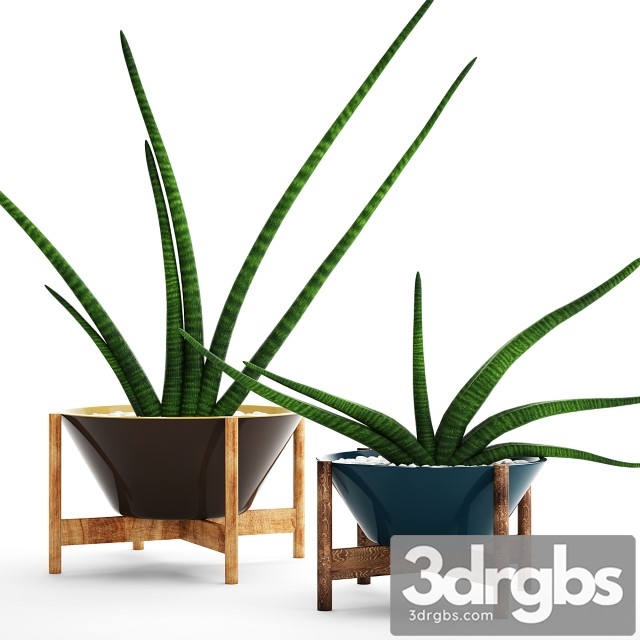 Collection Plants Pots 64 Sansevieria 3dsmax Download - thumbnail 1