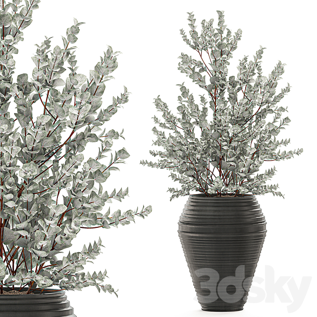 Collection with a small decorative tree Eucalyptus ash bush in a black ethnic pot vase. Set 534. 3DS Max Model - thumbnail 2