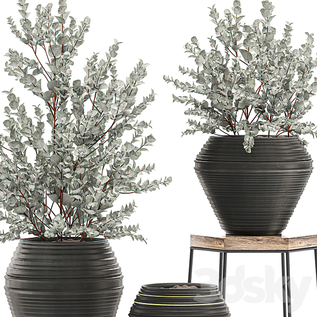 Collection with a small decorative tree Eucalyptus ash bush in a black ethnic pot vase. Set 534. 3DS Max Model - thumbnail 3