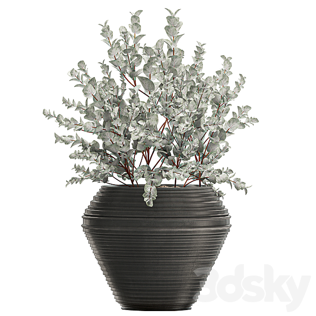 Collection with a small decorative tree Eucalyptus ash bush in a black ethnic pot vase. Set 534. 3DS Max Model - thumbnail 4