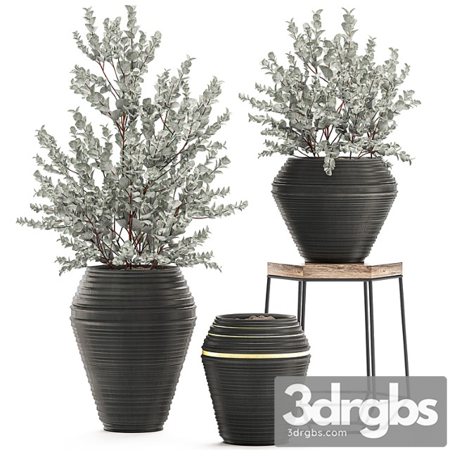 Collection with a small decorative tree eucalyptus ash bush in a black ethnic pot vase. set 534. - thumbnail 1