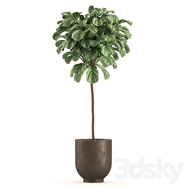 collecton03-ficus plants 3DS Max Model - thumbnail 2