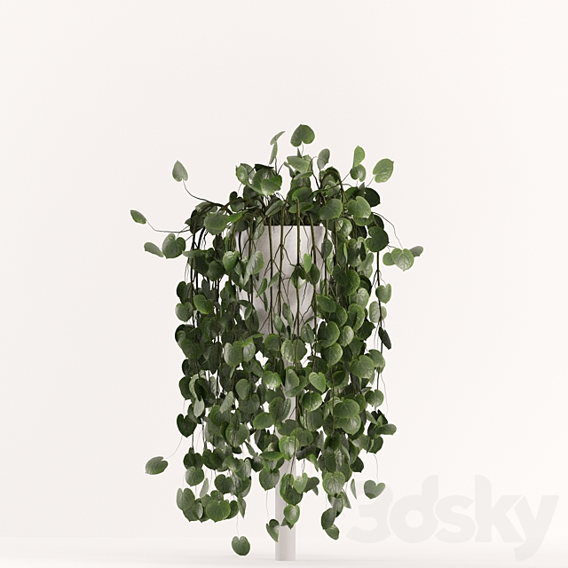 collecton03-ficus plants 3DS Max Model - thumbnail 3