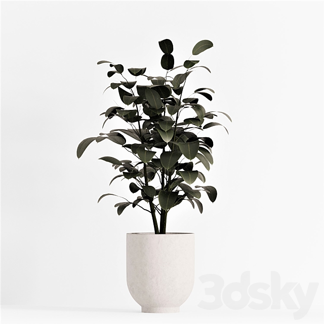 collecton03-ficus plants 3DS Max Model - thumbnail 4