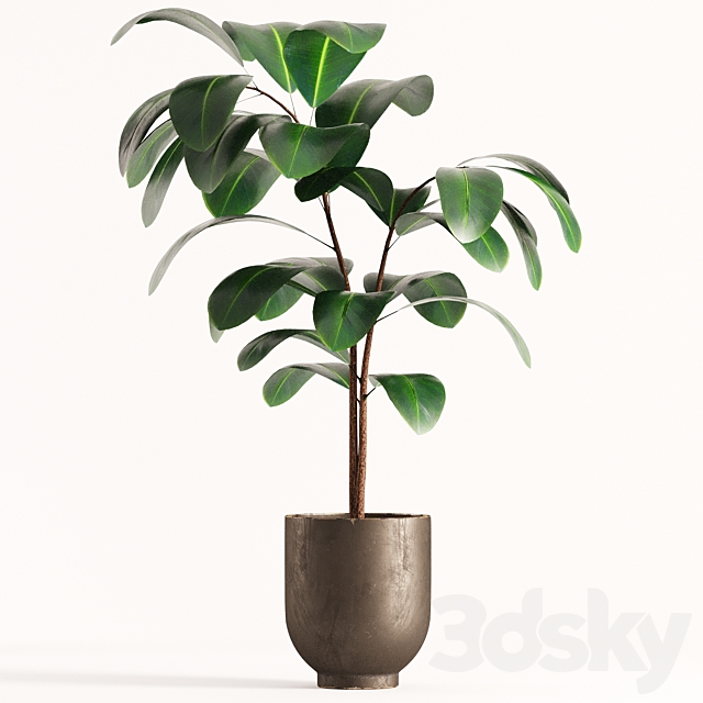 collecton03-ficus plants 3DS Max Model - thumbnail 5