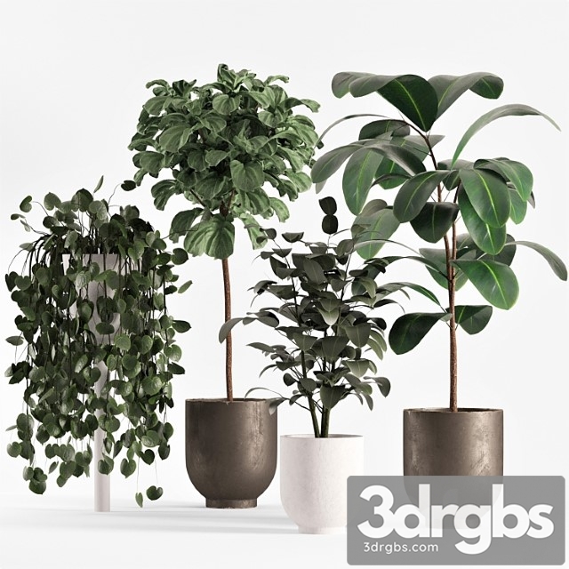 Collecton03 Ficus Plants 3dsmax Download - thumbnail 1