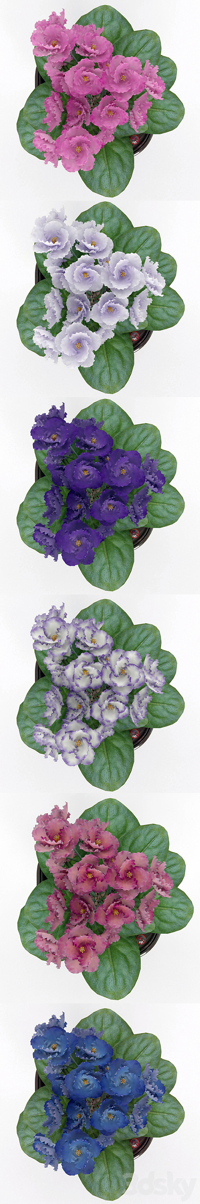 colored violets 3DSMax File - thumbnail 2