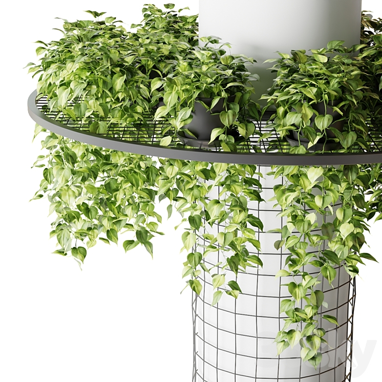 Column with hanging plants (epipremnum) 3DS Max Model - thumbnail 2