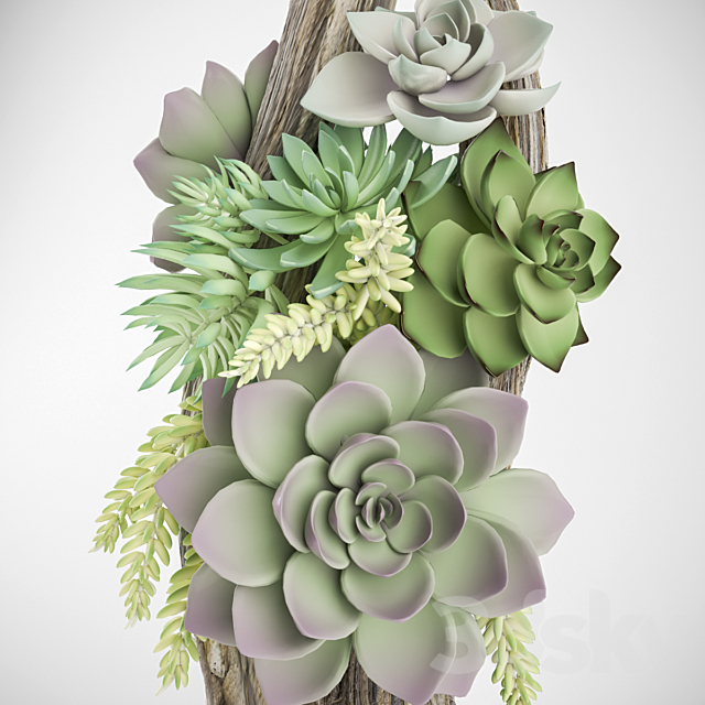 Composition of succulents 3DSMax File - thumbnail 2