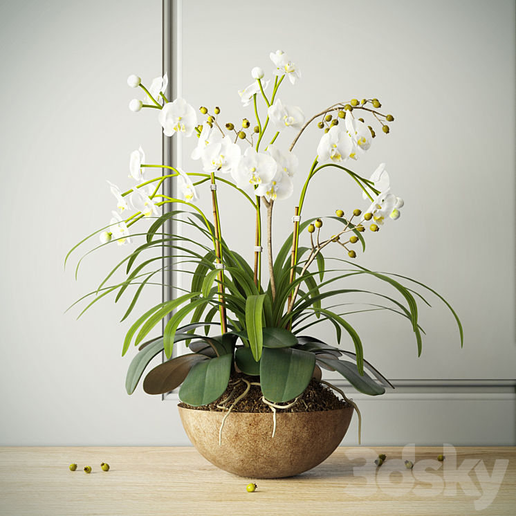 composition with orchids 3DS Max - thumbnail 1