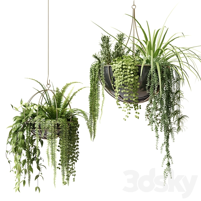 Compositions of ampelous plants in hanging pots # 2 3DS Max Model - thumbnail 2