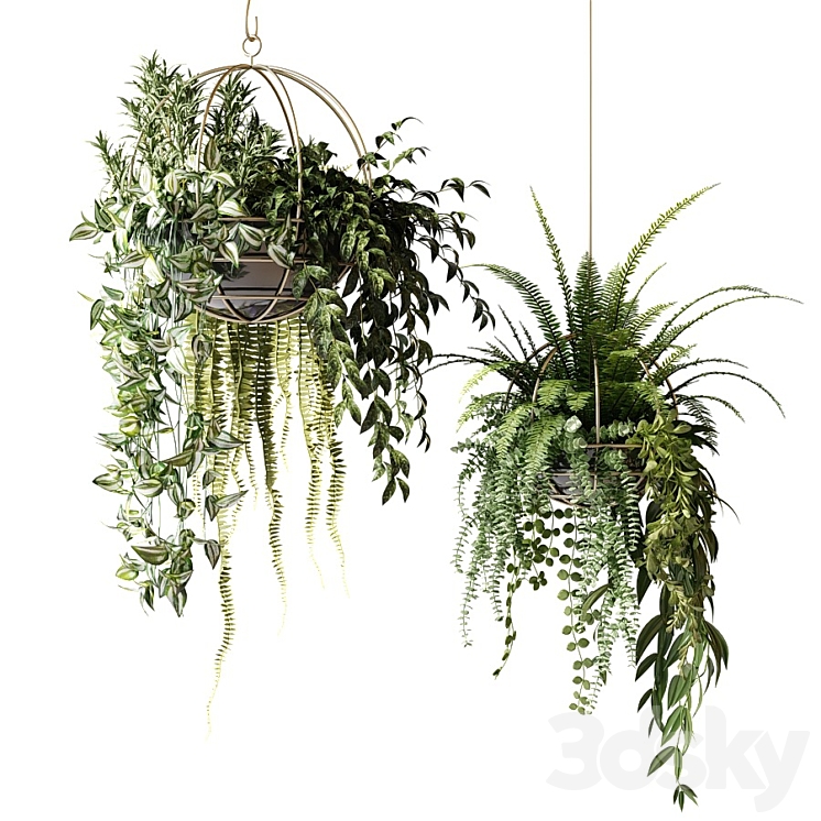 Compositions of ampelous plants in hanging pots # 3 3DS Max - thumbnail 1