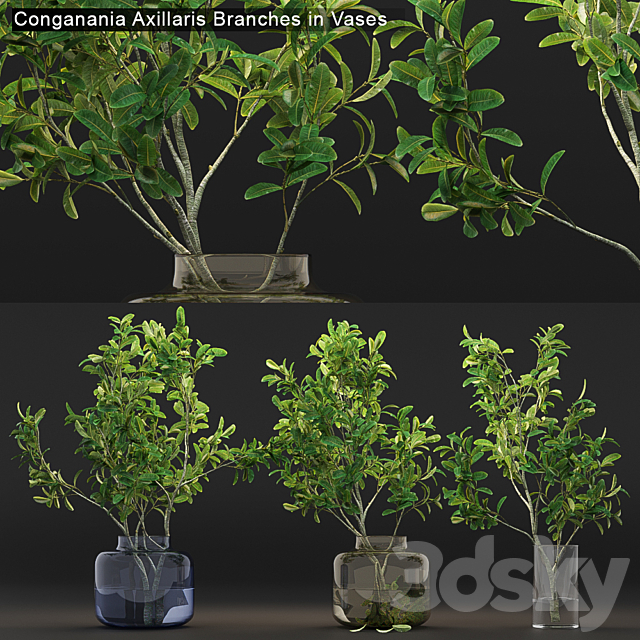 Conganania Axillaris branches in vases 3DSMax File - thumbnail 1