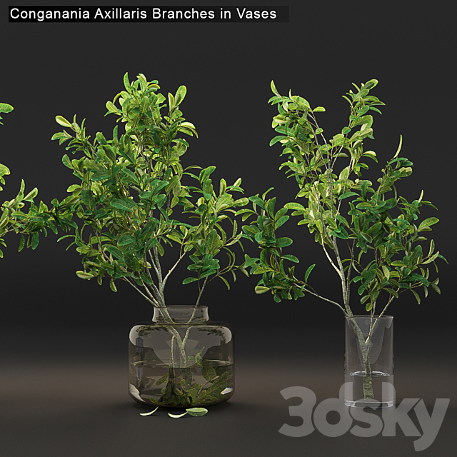 Conganania Axillaris branches in vases 3DSMax File - thumbnail 2