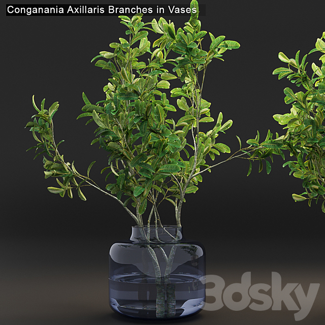 Conganania Axillaris branches in vases 3DSMax File - thumbnail 3