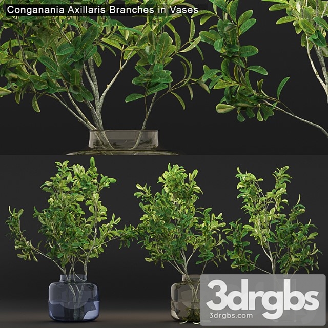 Conganania axillaris branches in vases - thumbnail 1