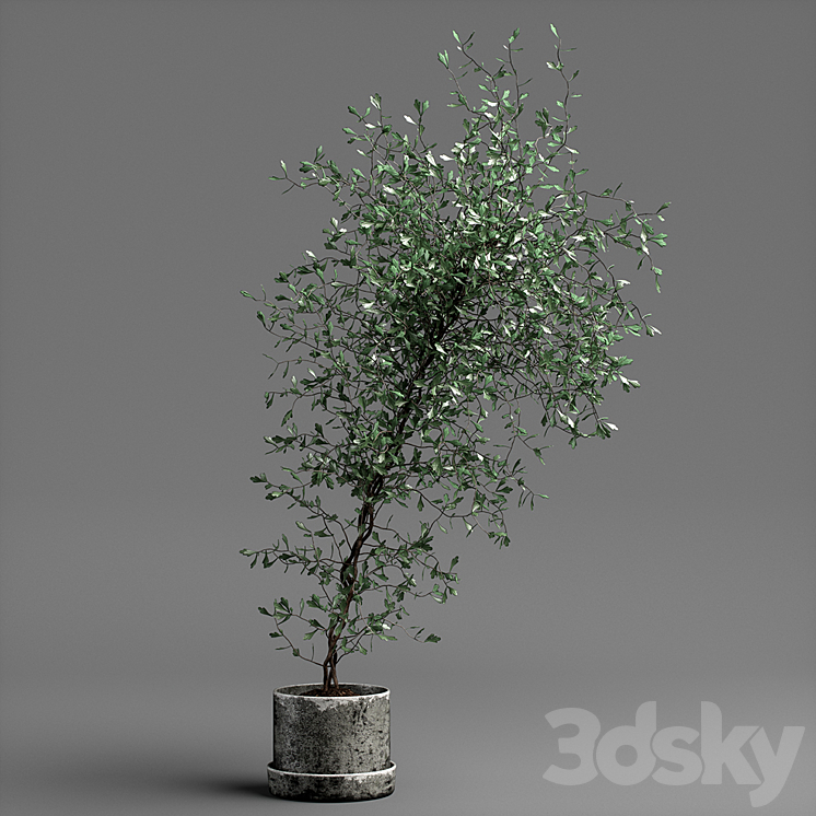 corocia plant 3DS Max - thumbnail 1