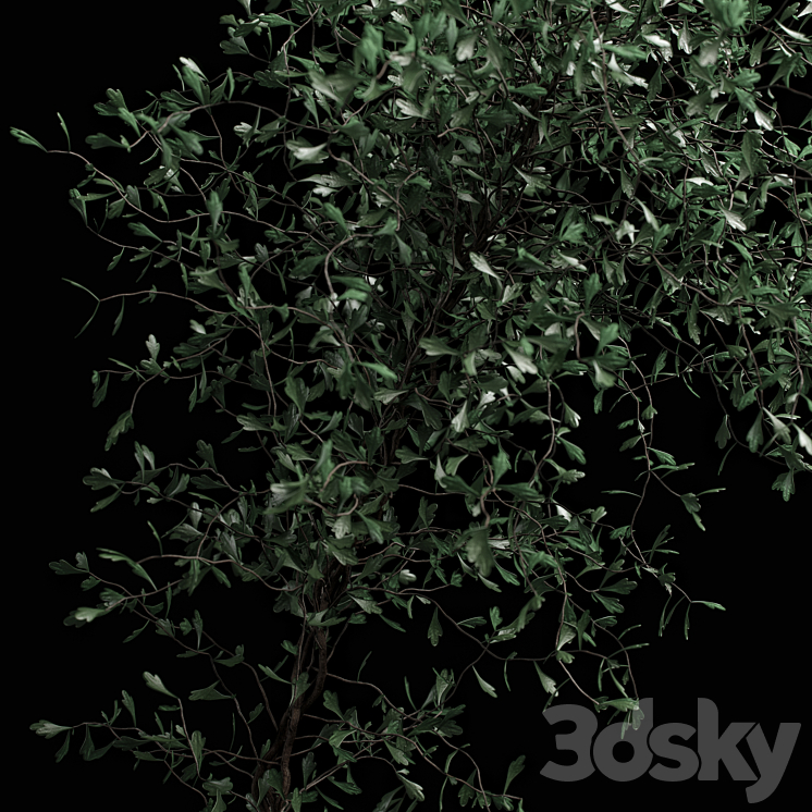 corocia plant 3DS Max - thumbnail 2