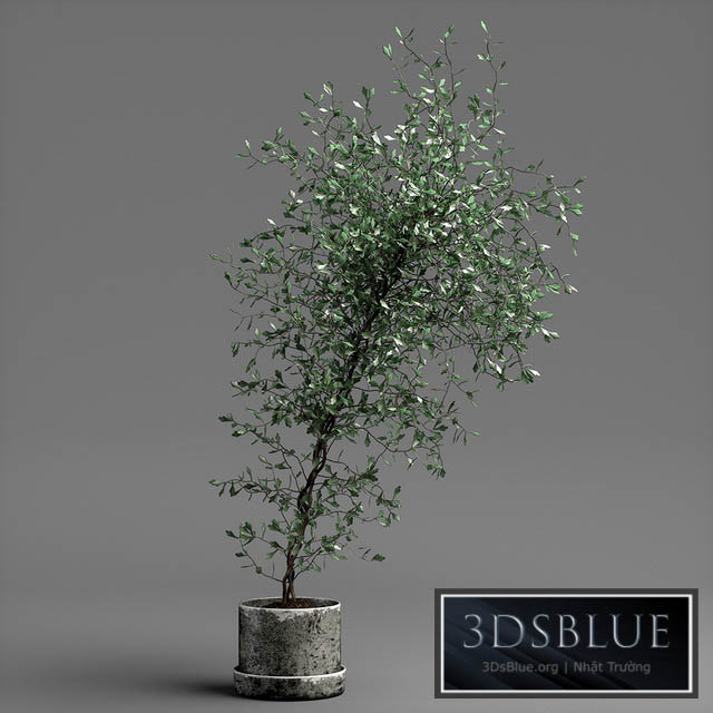 corocia plant 3DS Max - thumbnail 3