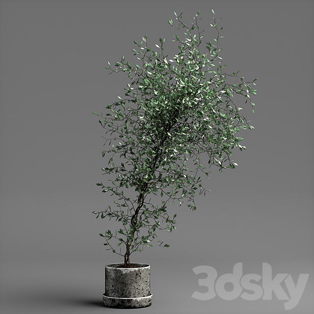 corocia plant 3DS Max Model - thumbnail 1