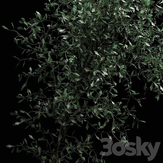 corocia plant 3DS Max Model - thumbnail 2