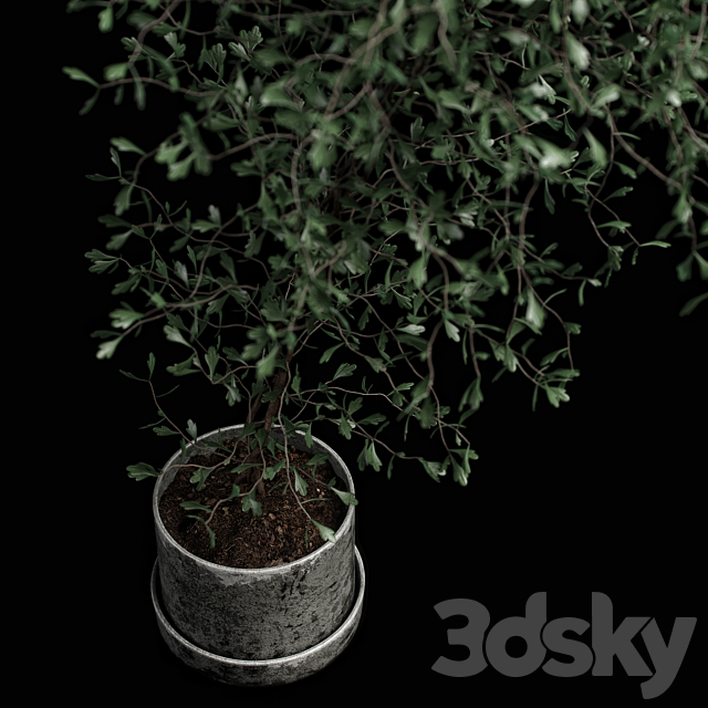 corocia plant 3DS Max Model - thumbnail 3