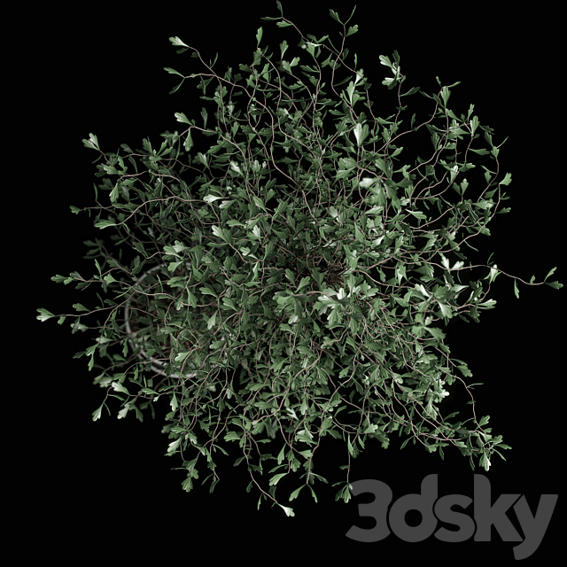 corocia plant 3DS Max Model - thumbnail 4